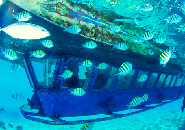 Glass Bottom Boat Tours