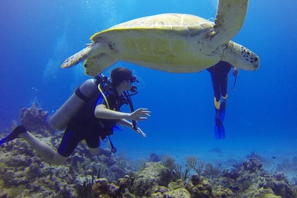 diver-549380_640