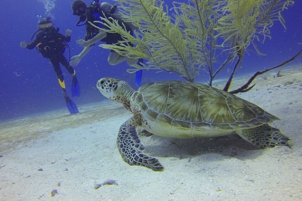 turtle-588497_640